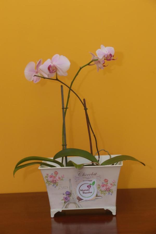 Flor Del Valle Posada Tarapoto Eksteriør billede